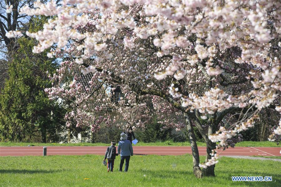 SWITZERLAND-LAUSANNE-CHERRY BLOSSOMS