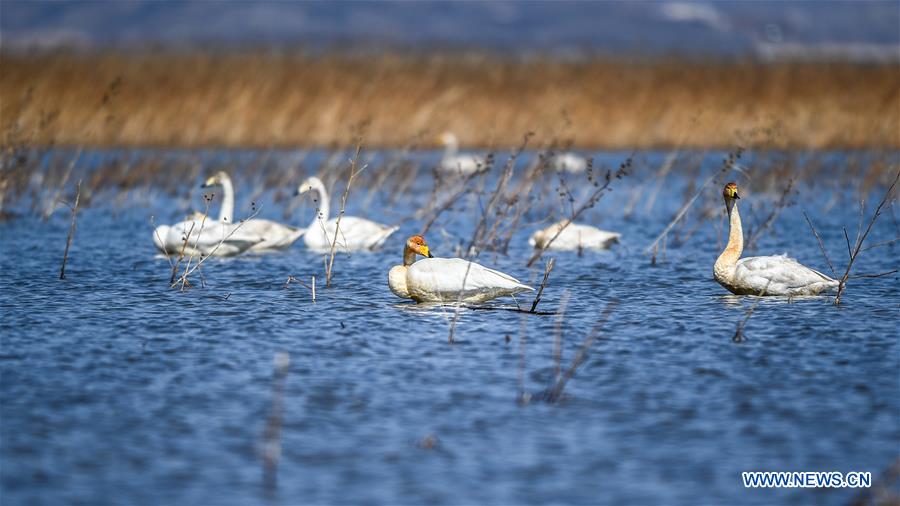 CHINA-LIAONING-RESERVOIR-SWANS (CN)