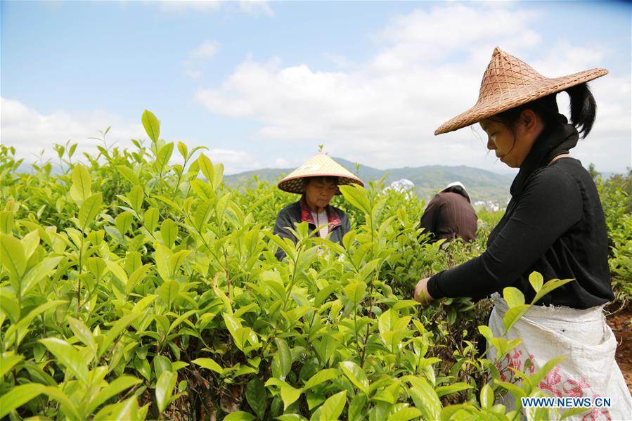 #CHINA-FUJIAN-GUYU-TEA MAKING (CN)