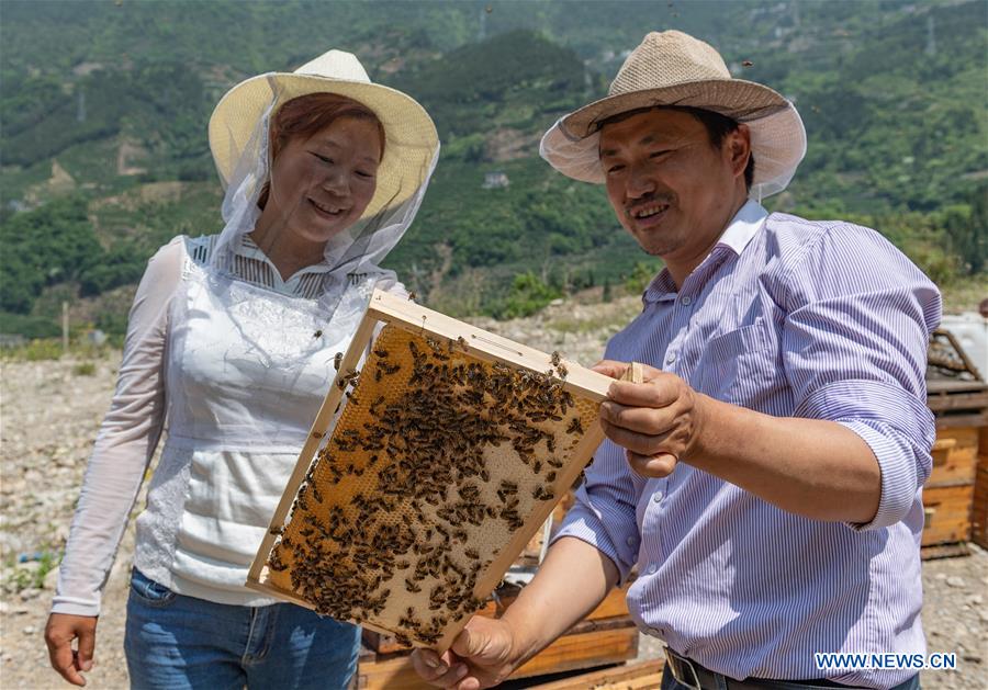 #CHINA-HUBEI-YICHANG-ECONOMY-BEE-HONEY (CN)