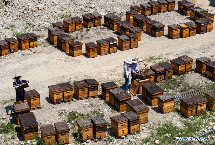 #CHINA-HUBEI-YICHANG-ECONOMY-BEE-HONEY (CN)