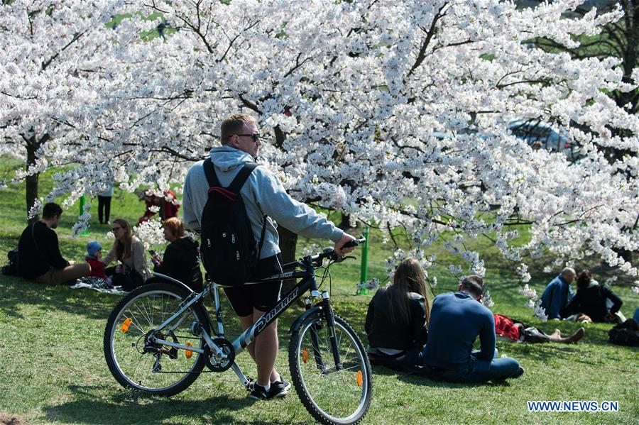 LITHUANIA-VILNIUS-CHERRY BLOSSOMS