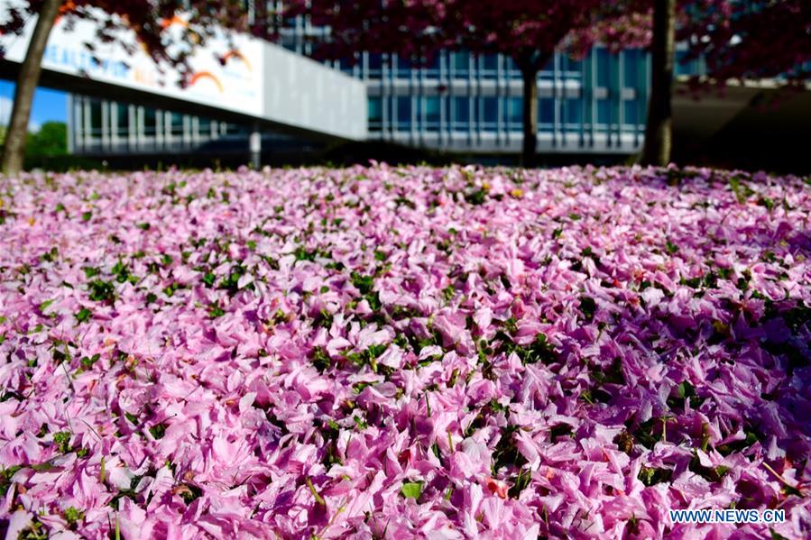 SWITZERLAND-GENEVA-FLOWERS