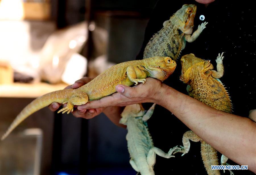 MYANMAR-YANGON-EXOTIC PET LOVER