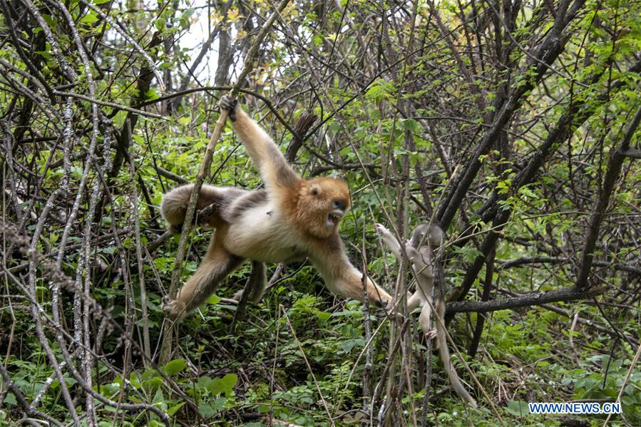 CHINA-HUBEI-SHENNONGJIA-GOLDEN MONKEY (CN)