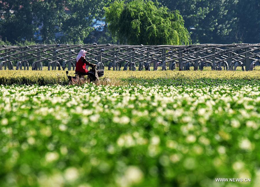 CHINA-SHANDONG-JIAOZHOU-POTATO FLOWERS (CN)