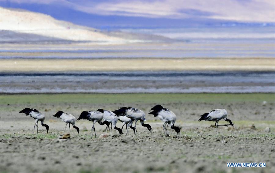 CHINA-TIBET-YADONG-BLACK-NECKED CRANES (CN)