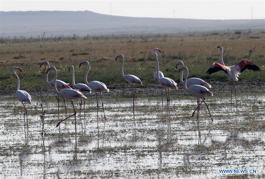 TURKEY-KONYA-TUZ LAKE-FLAMINGOS