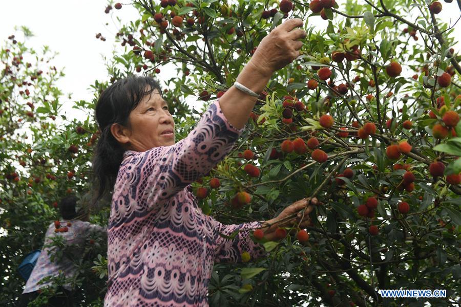 #CHINA-CHINESE BAYBERRY-HARVEST (CN)