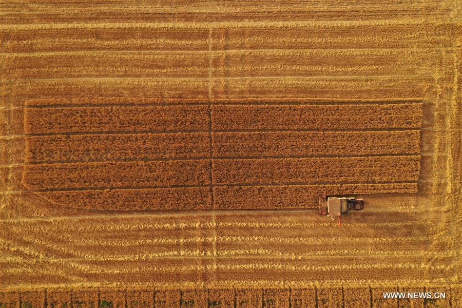 CHINA-HEBEI-XIONGAN-WHEAT HARVEST (CN)