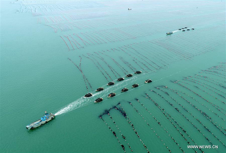 #CHINA-SHANDONG-RONGCHENG-KELP HARVEST (CN)