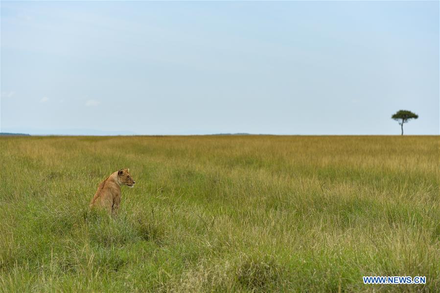 KENYA-MAASAI MARA-NATIONAL RESERVE