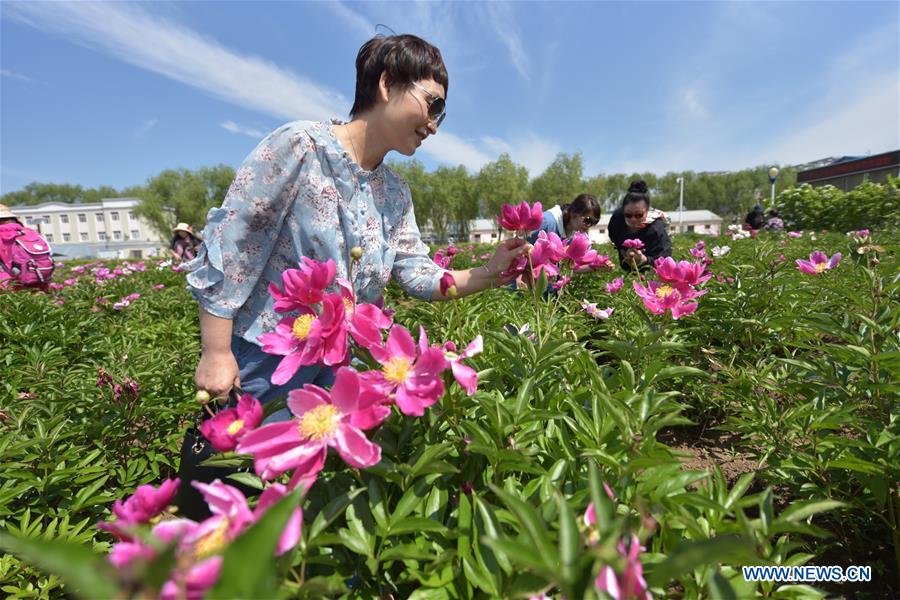 #CHINA-HEILONGJIANG-MUDANJIANG-PEONY-BLOSSOM