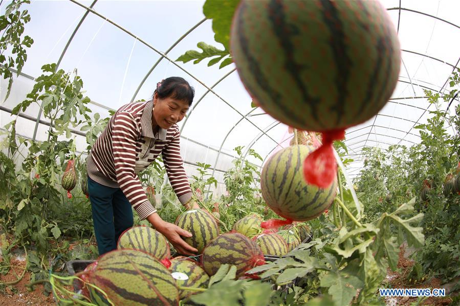 CHINA-GUIZHOU-SUMMER-HARVEST (CN)