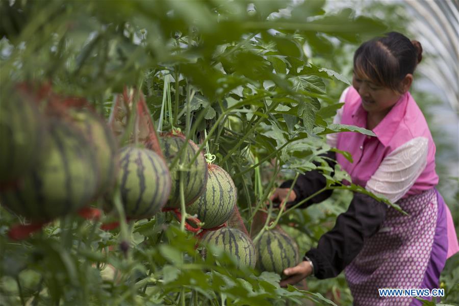 CHINA-GUIZHOU-SUMMER-HARVEST (CN)