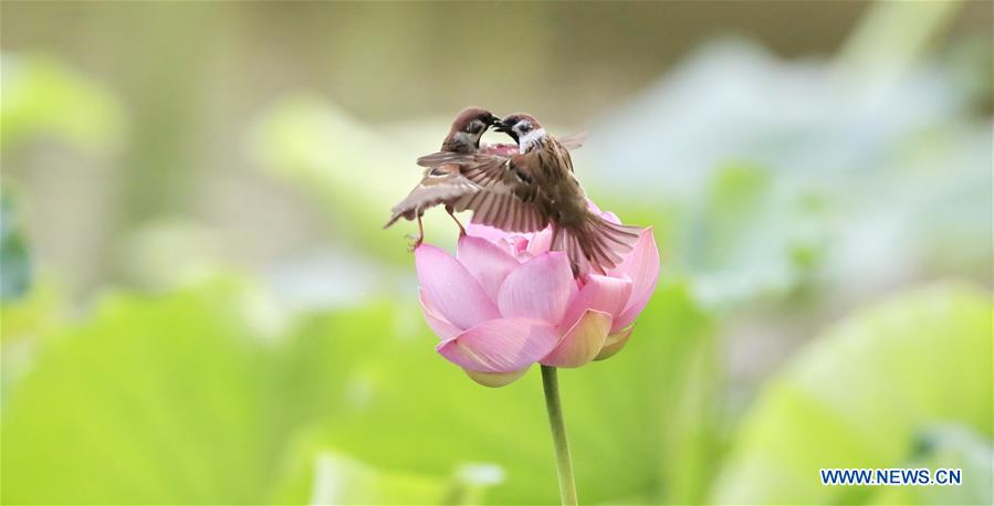 #CHINA-BEIJING-LOTUS-SPARROWS (CN)