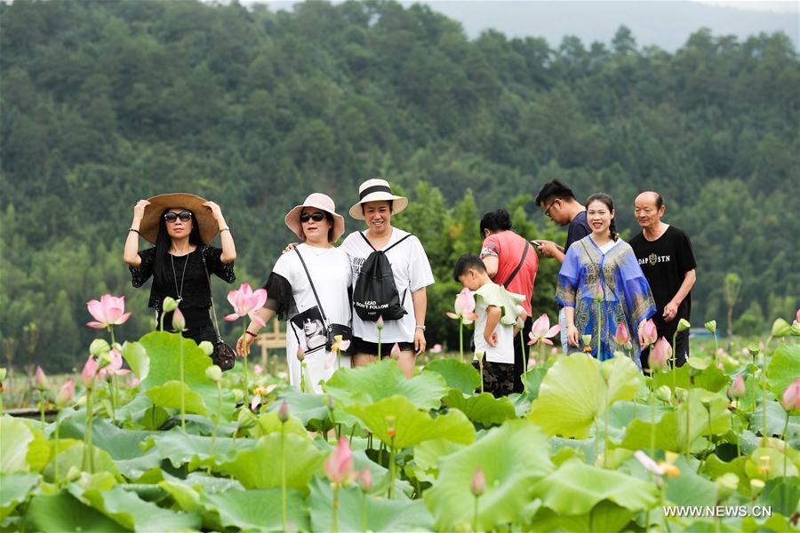 CHINA-FUJIAN-WUYISHAN-LOTUS FLOWERS (CN)