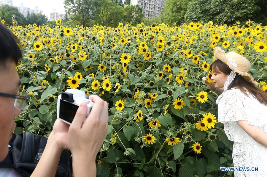 CHINA-SHANGHAI-SUNFLOWERS (CN)