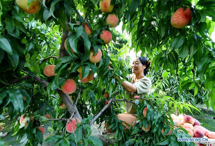 CHINA-HEBEI-LAOTING-PEACH-RURAL ECONOMY (CN)