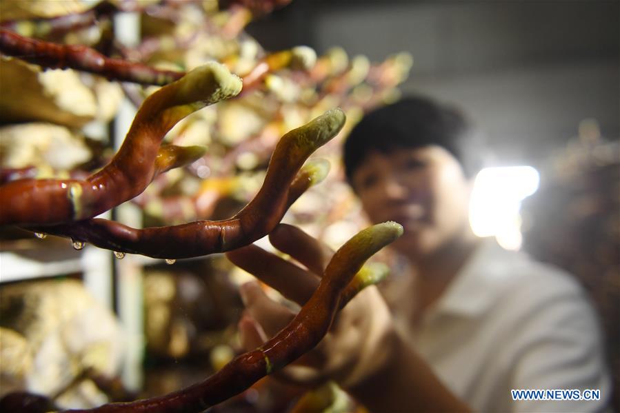 CHINA-FUJIAN-PUCHENG-GANODERMA (CN)