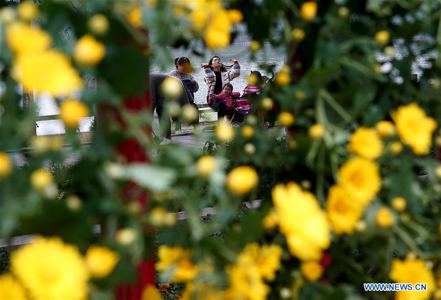 CHINA-HENAN-KAIFENG-CHRYSANTHEMUM (CN)