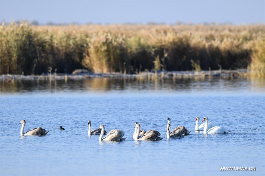 CHINA-INNER MONGOLIA-BAYANNUR-SWAN (CN)