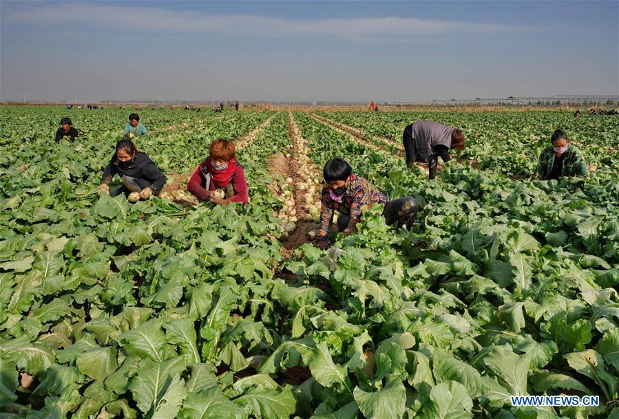 CHINA-HEIBEI-LUANZHOU-RADISH INDUSTRY (CN)