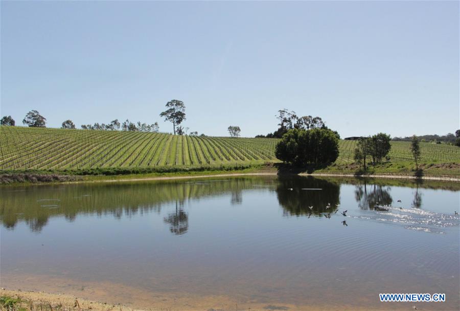 AUSTRALIA-ADELAIDE-WINEMAKER-CIIE