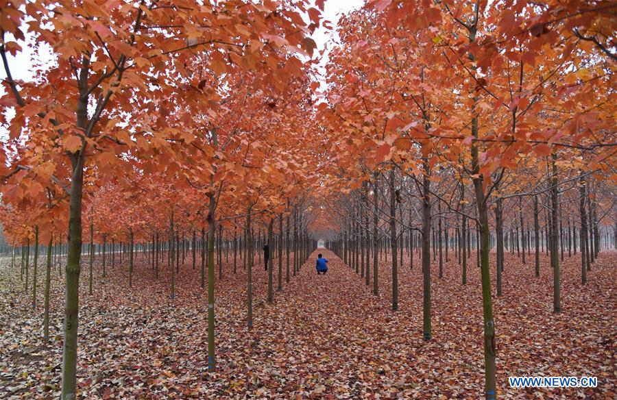 CHINA-SHANDONG-RIZHAO-MAPLE TREES (CN)