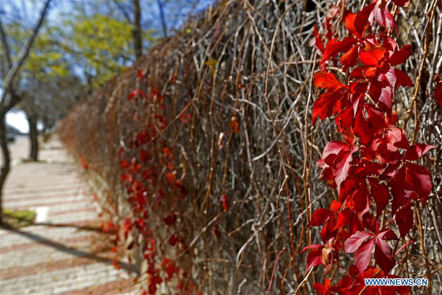 LEBANON-SAWFAR-AUTUMN SCENERY