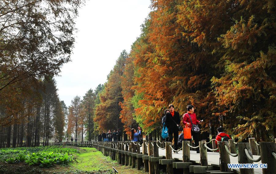 CHINA-SHANGHAI-WINTER-SCENERY (CN)