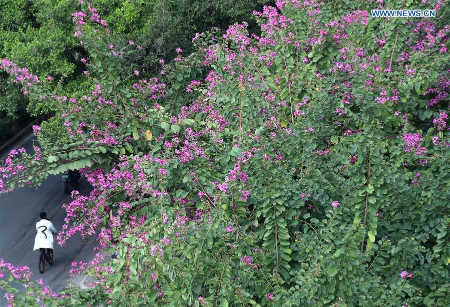 CHINA-GUANGXI-WINTER-FLOWERS(CN)