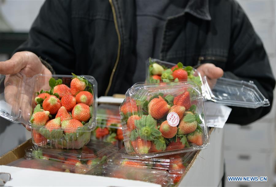 MIDEAST-GAZA-STRAWBERRY-EXPORT