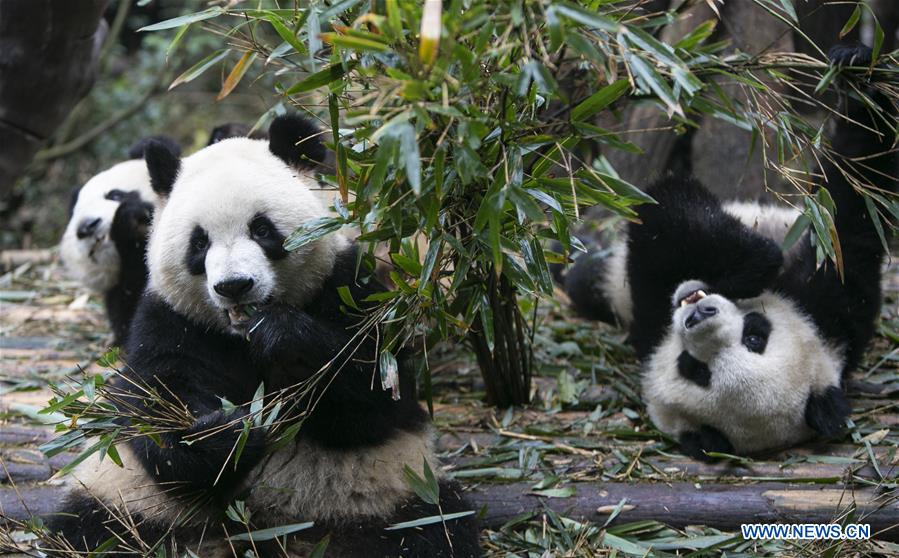 CHINA-CHENGDU-GIANT PANDA (CN)