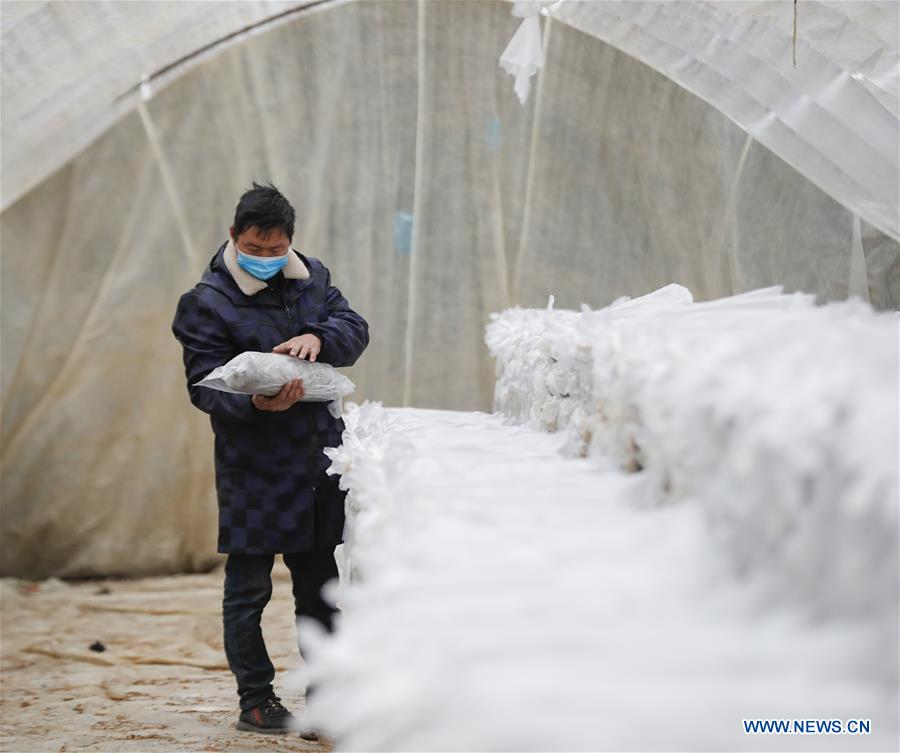 CHINA-CHONGQING-MUSHROOM-PRODUCTION RESUMPTION (CN)