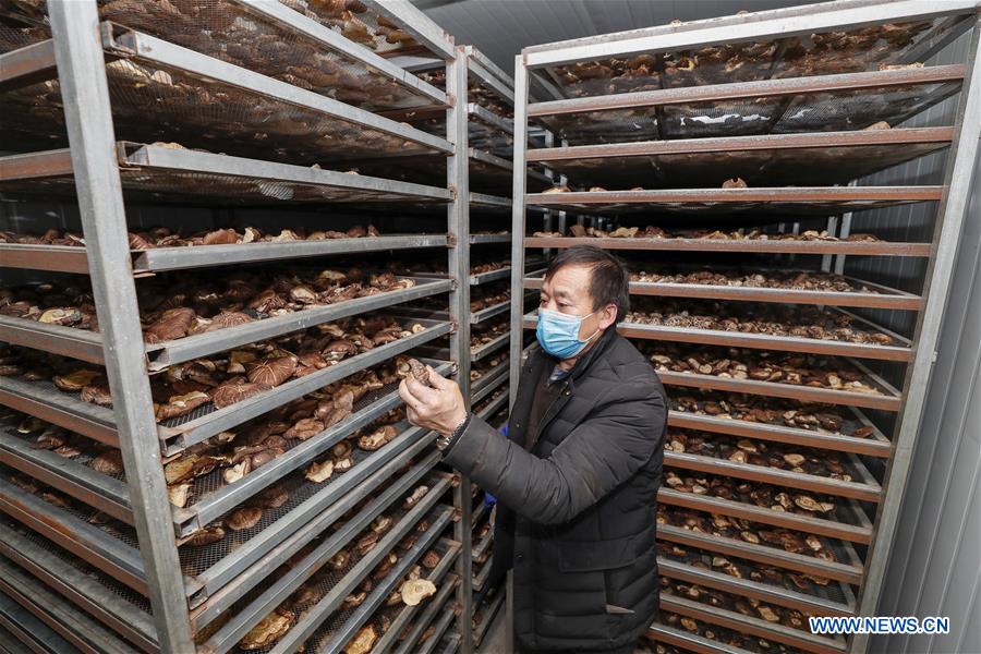 CHINA-CHONGQING-MUSHROOM-PRODUCTION RESUMPTION (CN)