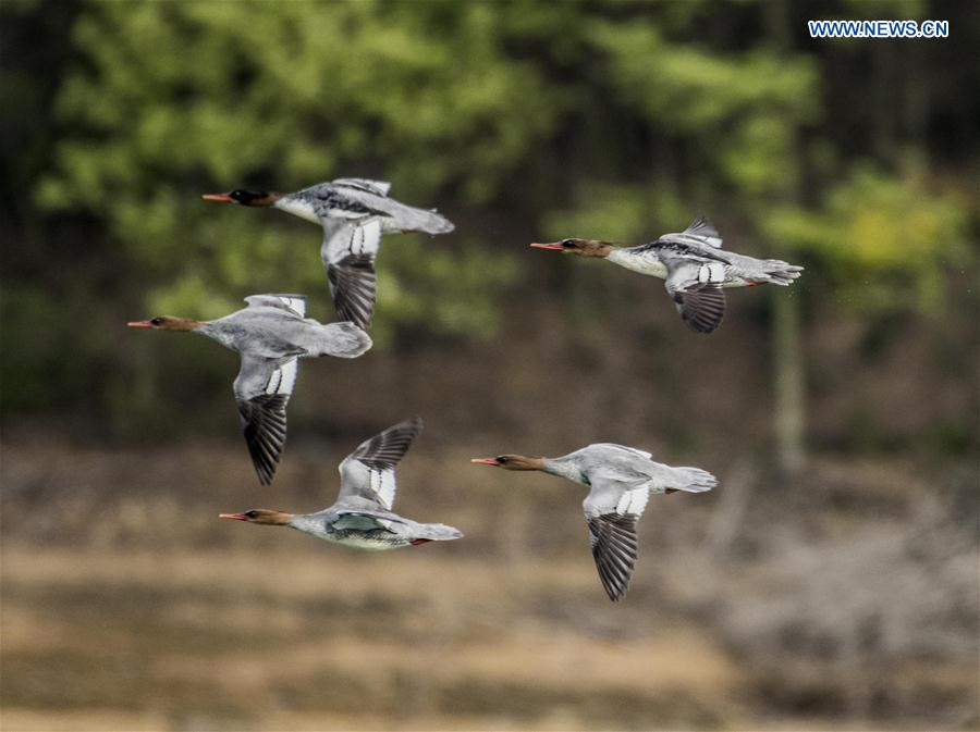 CHINA-HUBEI-CHINESE MERGANSERS (CN)