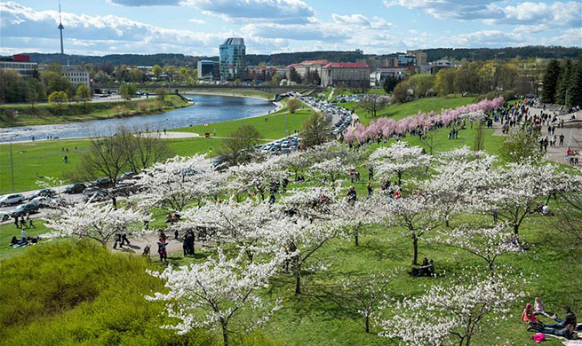 People enjoy cherry blossoms in Vilnius, Lithuania