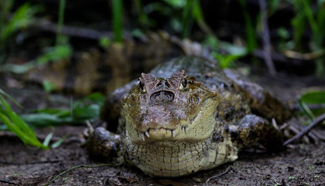 In pics: Cano Negro Wildlife Refuge in Costa Rica