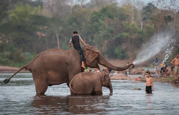 Elephant Festival held in northern Lao province of Xayaboury