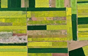 Cole flower fields seen in Henan, C China